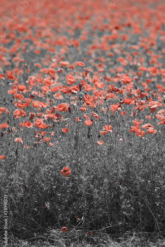Passione dei papaveri