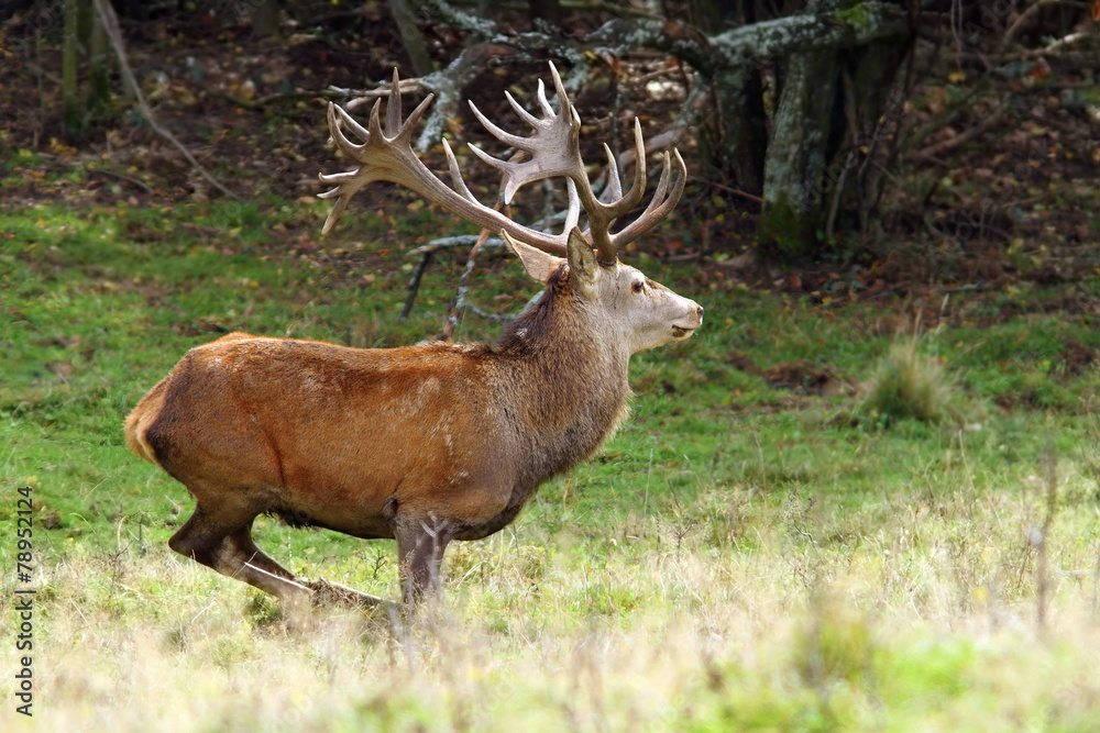 big red deer stag in a clearing