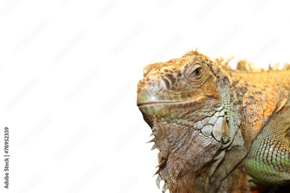 Fototapeta premium green iguana portrait over white