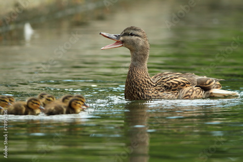family of ducks