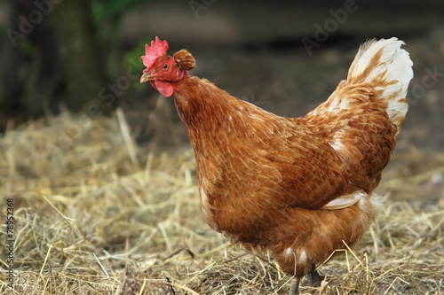 interesting hen at the farm