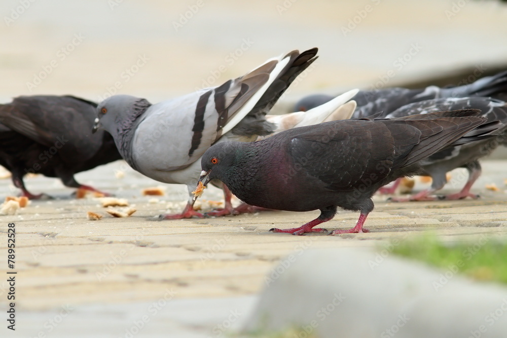 Fototapeta premium pigeons eating bread on urban alley
