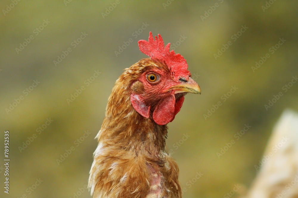 portrait of brown hen