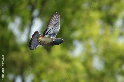 pigeon in flight over out of focus forest © taviphoto