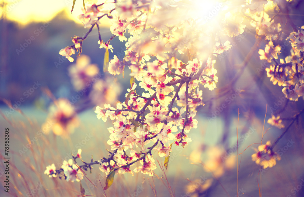 Obraz premium Piękna natura scena z kwitnącym drzewem i słońce racą