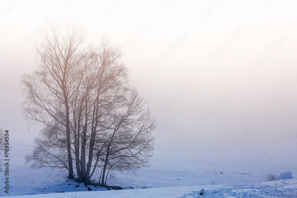 Tree Silhouette on the snow and fog Tree Silhouette on the snow and fog