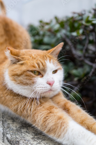 Fototapeta Naklejka Na Ścianę i Meble -  伸びをするのらねこ