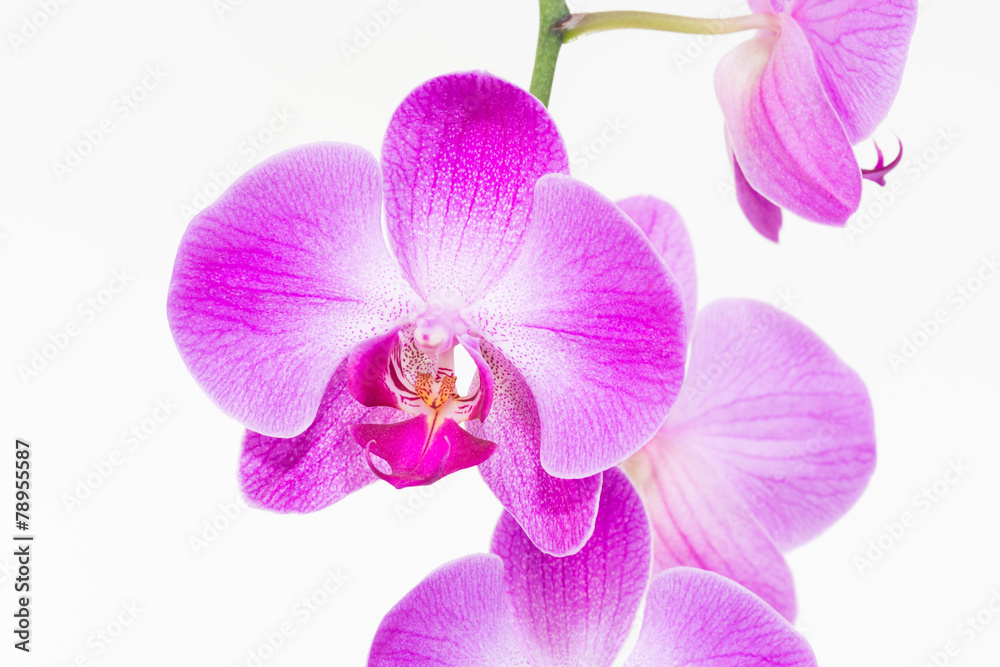 Fototapeta premium Purple Moth orchids extreme close up