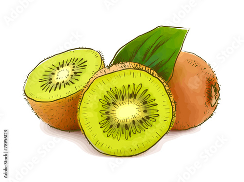 Kiwi. Vector illustration.