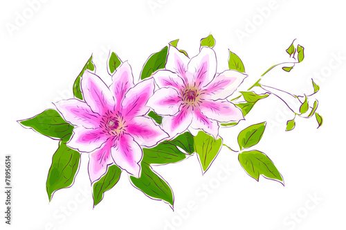 Clematis