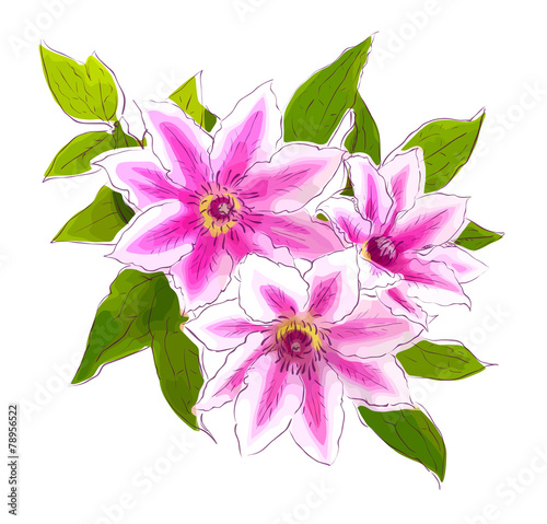 Clematis