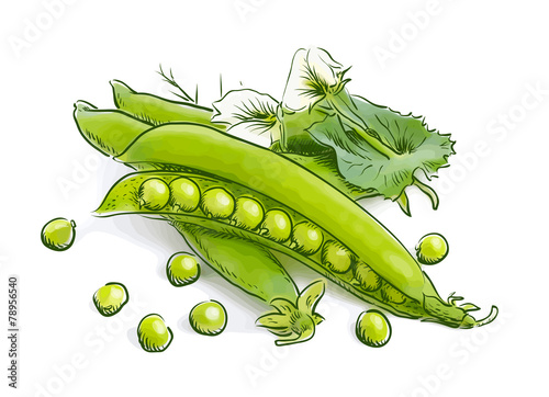 Pea pods. Vector illustration.