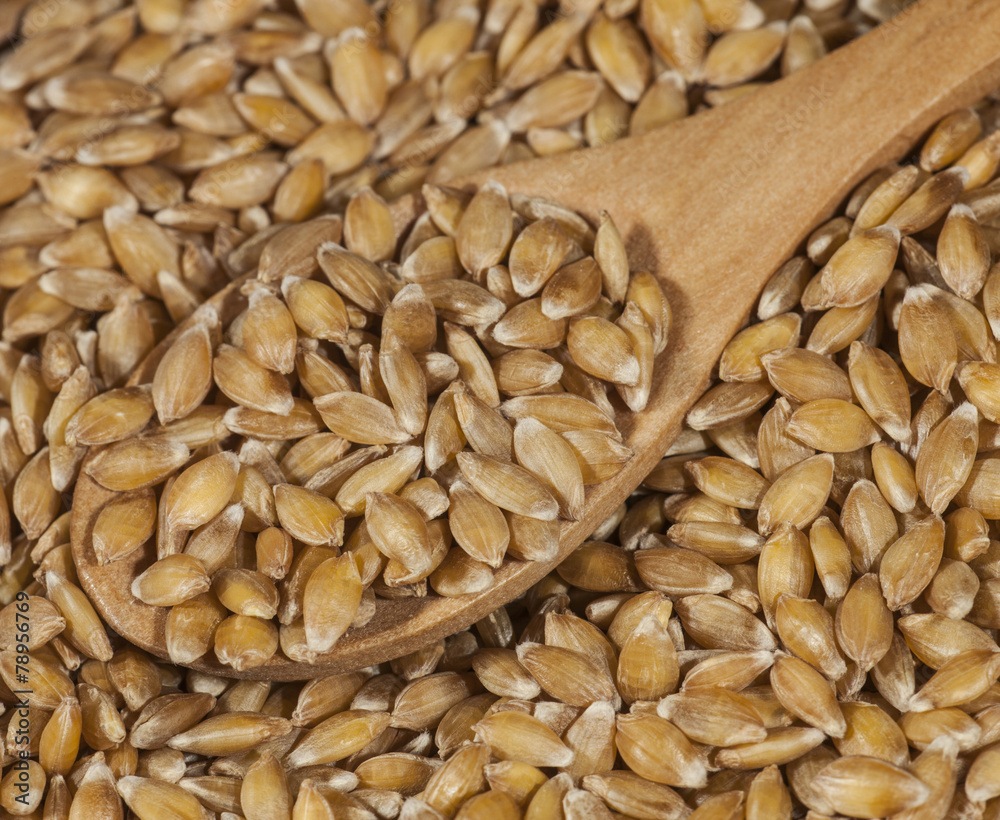 Spelt Spelt