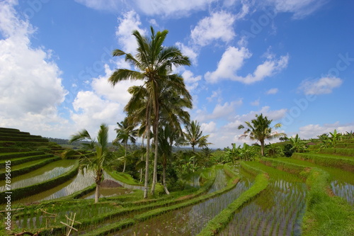 Jatiluwih rice terraces in Bail, Indonesia