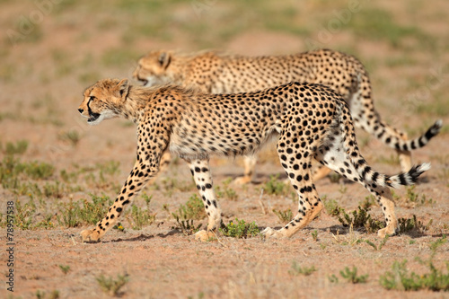 Stalking Cheetahs, Kalahari desert