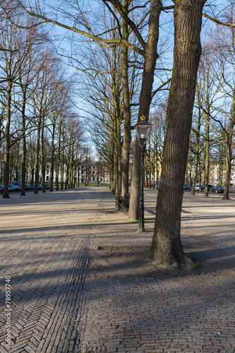 Linden trees in city centre of The Hague, the Netherlands