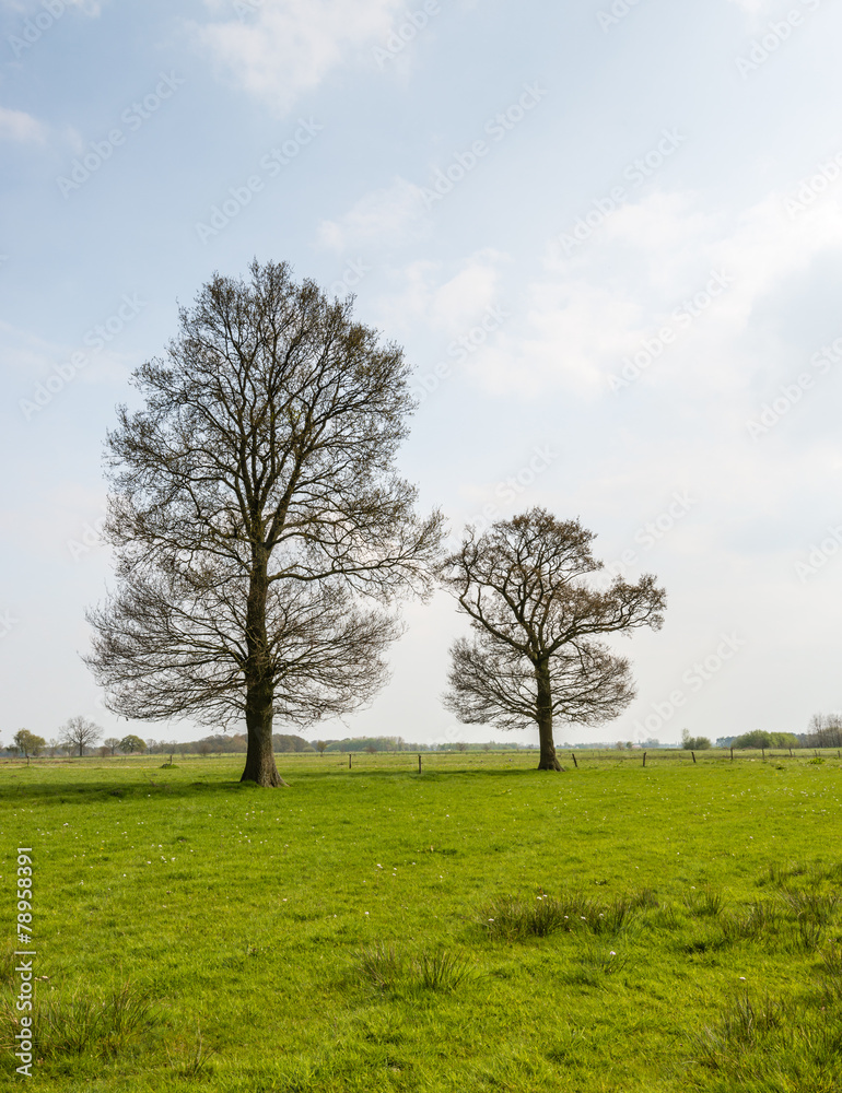 Two budding trees in the spring season Two budding trees in the spring season