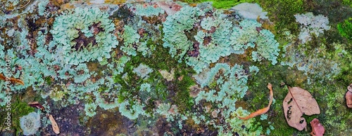 Lichen covered stone