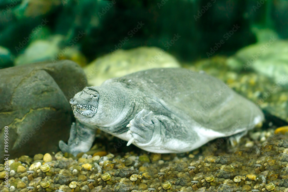Obraz premium Chinese softshell turtle