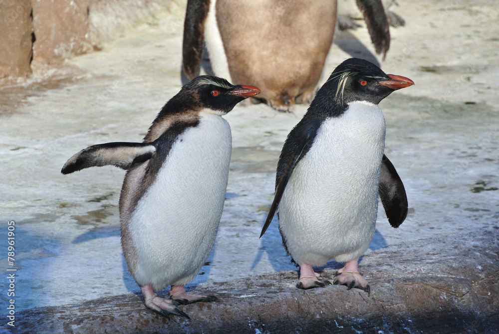 Obraz premium イワトビペンギンたち