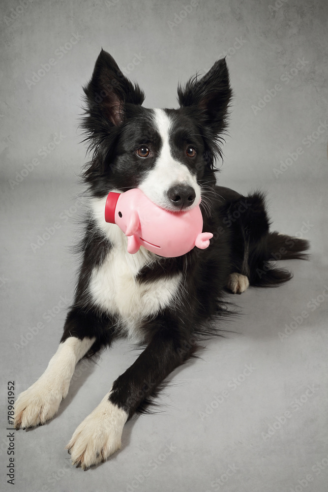 Fototapeta premium chien border collie avec cochon tirelire