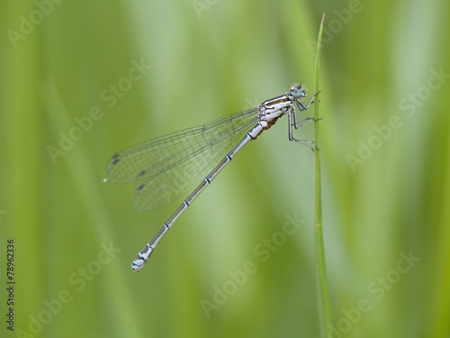 Kleine Pechlibelle, Ischnura pumilio