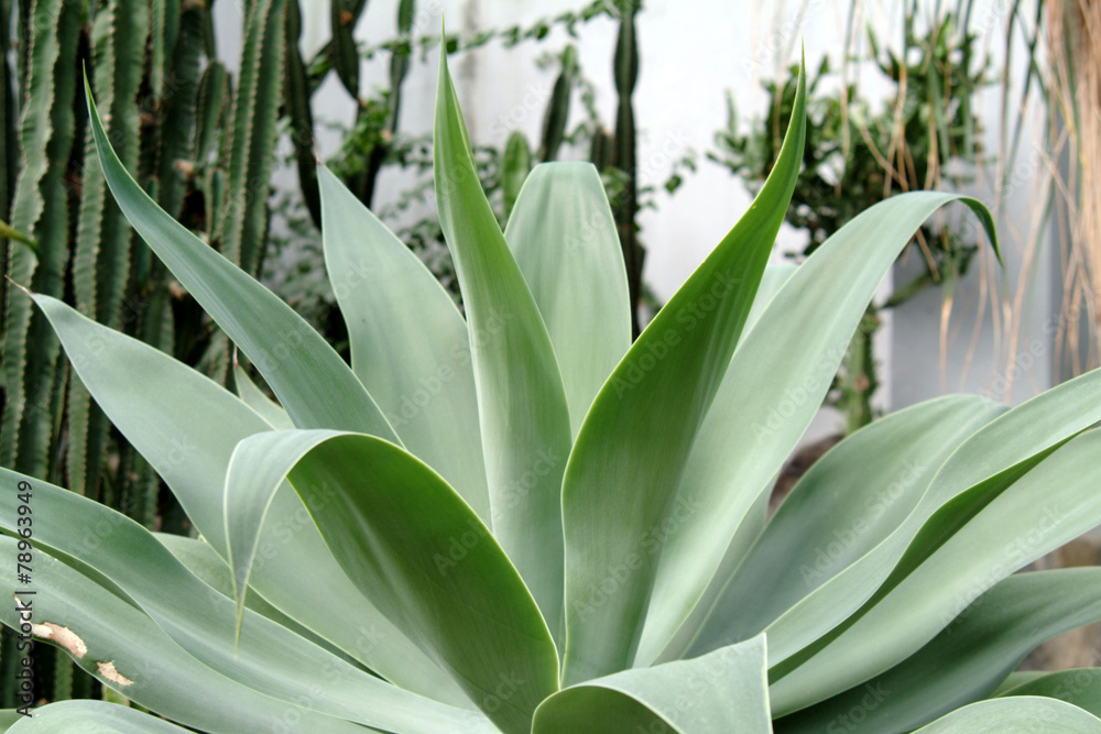 Obraz premium 자연이미지