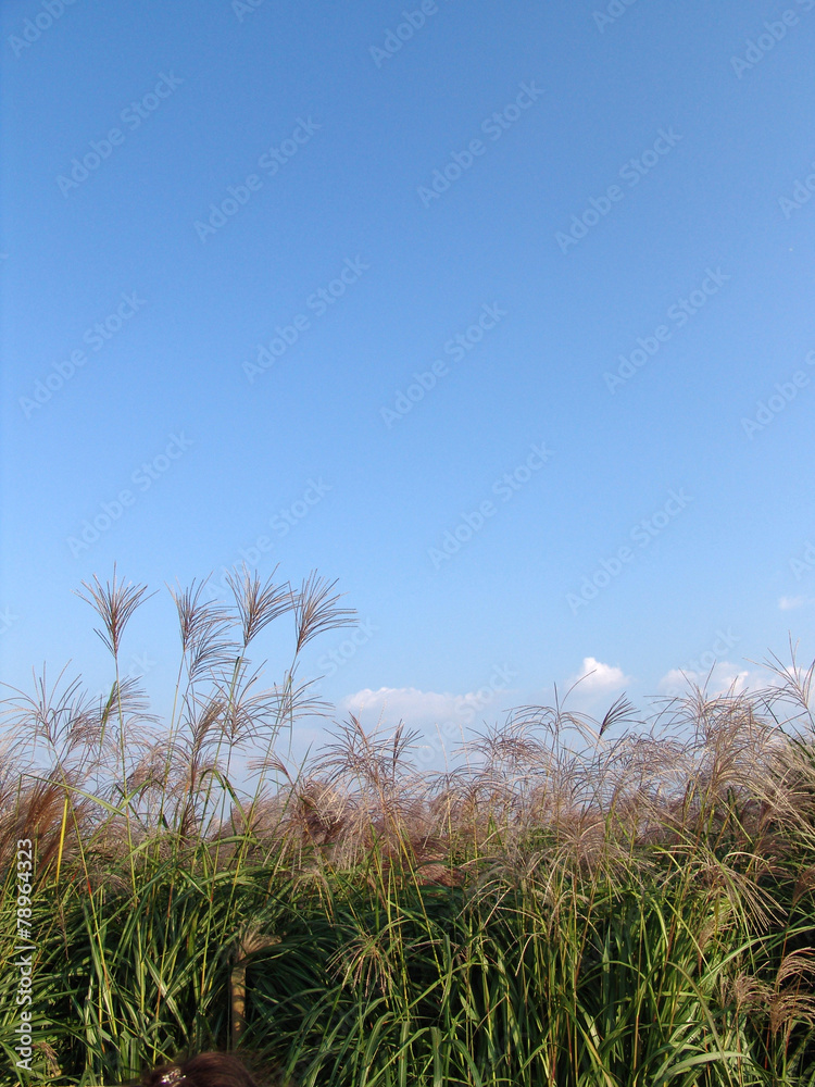 Obraz premium 자연이미지