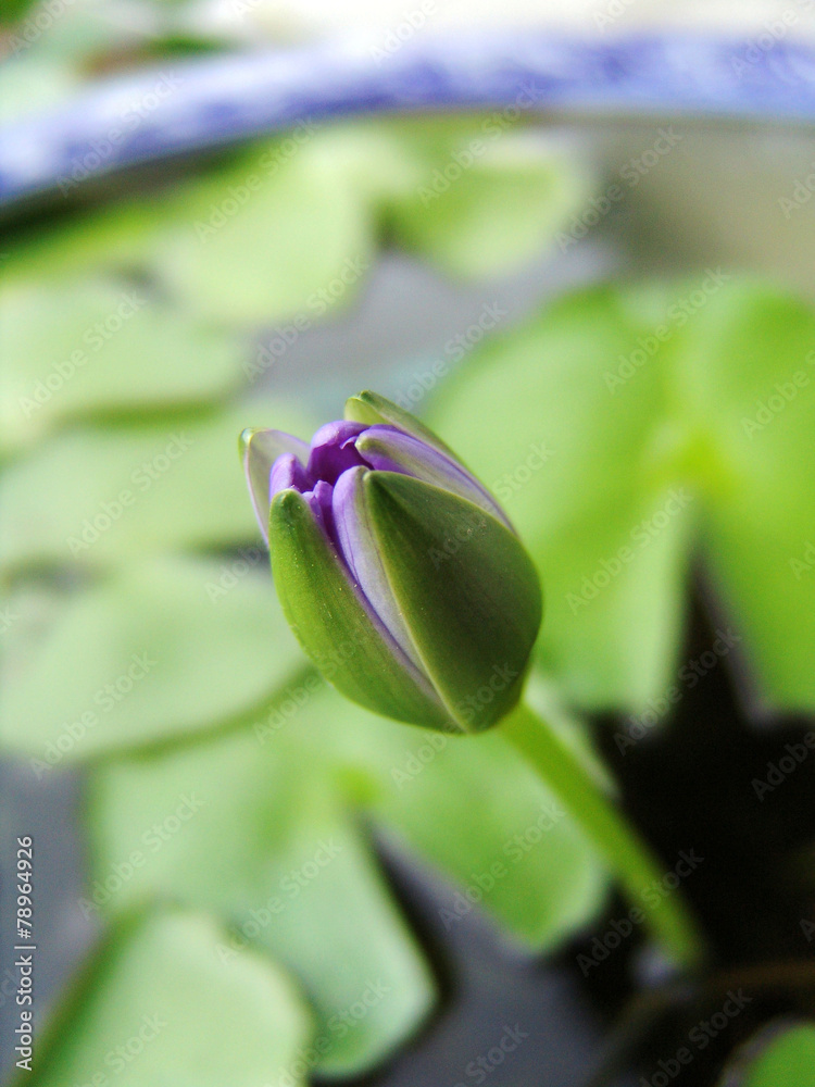 Obraz premium 식물이미지