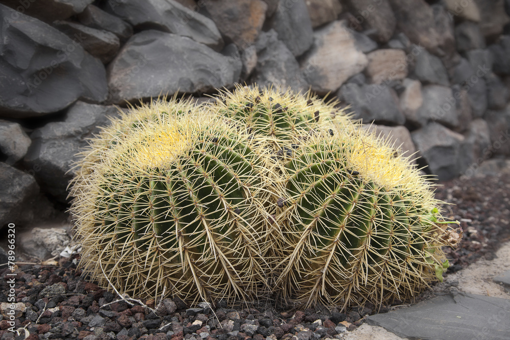 cactus uniti