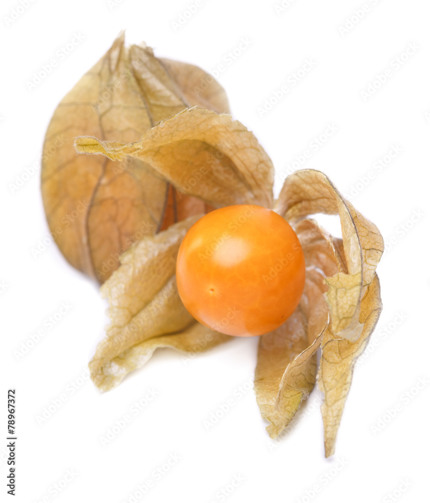 physalis physalis