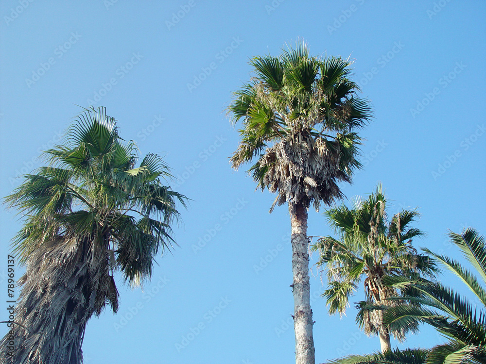 Fototapeta premium Obraz rośliny