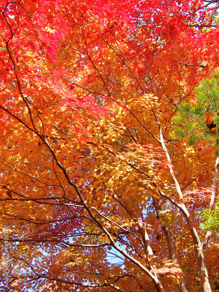 Fototapeta premium 식물이미지