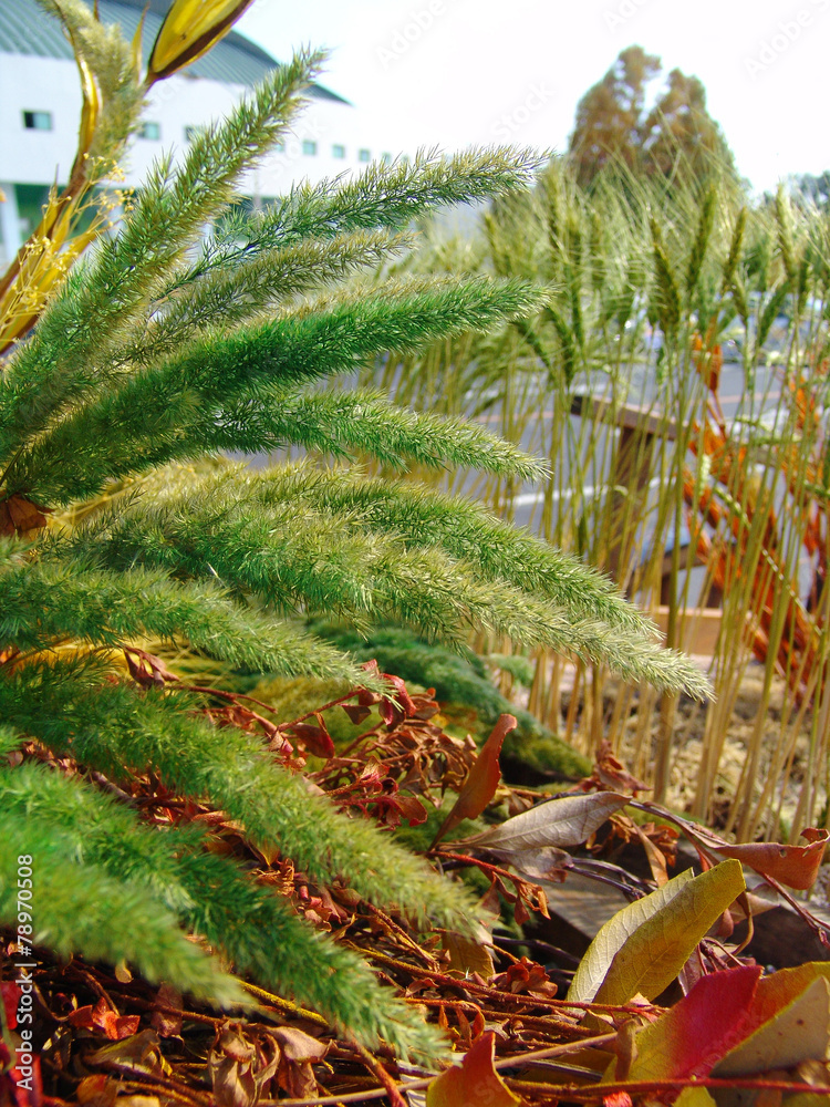 Fototapeta premium 식물이미지