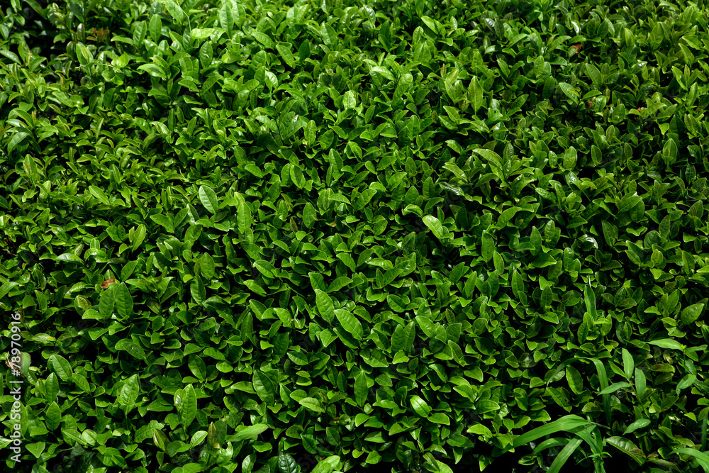 Obraz premium 식물이미지