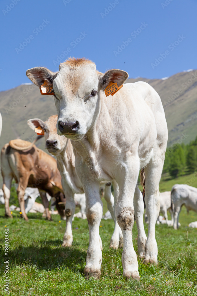 Free calf on Italian Alps