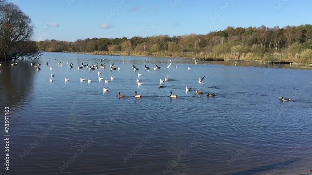 English lake with wildlife, in slow motion English lake with wildlife, in slow motion
