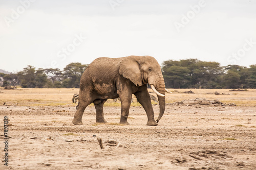 Lonely elephant
