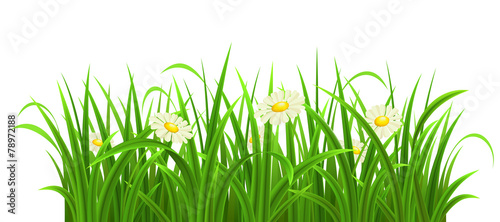 Green grass with daisies on white, vector illustration
