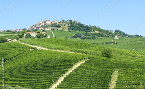 Summer landscape in Langhe  Italy 