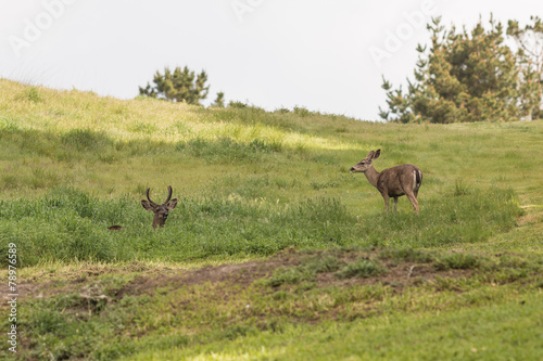 Buck and Doe Blacktail Deer