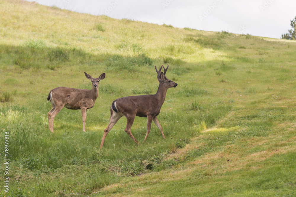 Fototapeta premium Blacktail Deer Buck and Doe