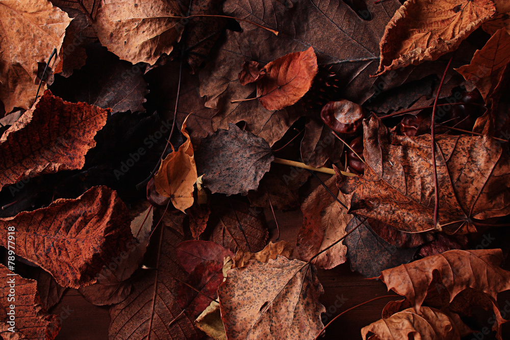 texture fallen leaves autumn macro texture fallen leaves autumn macro