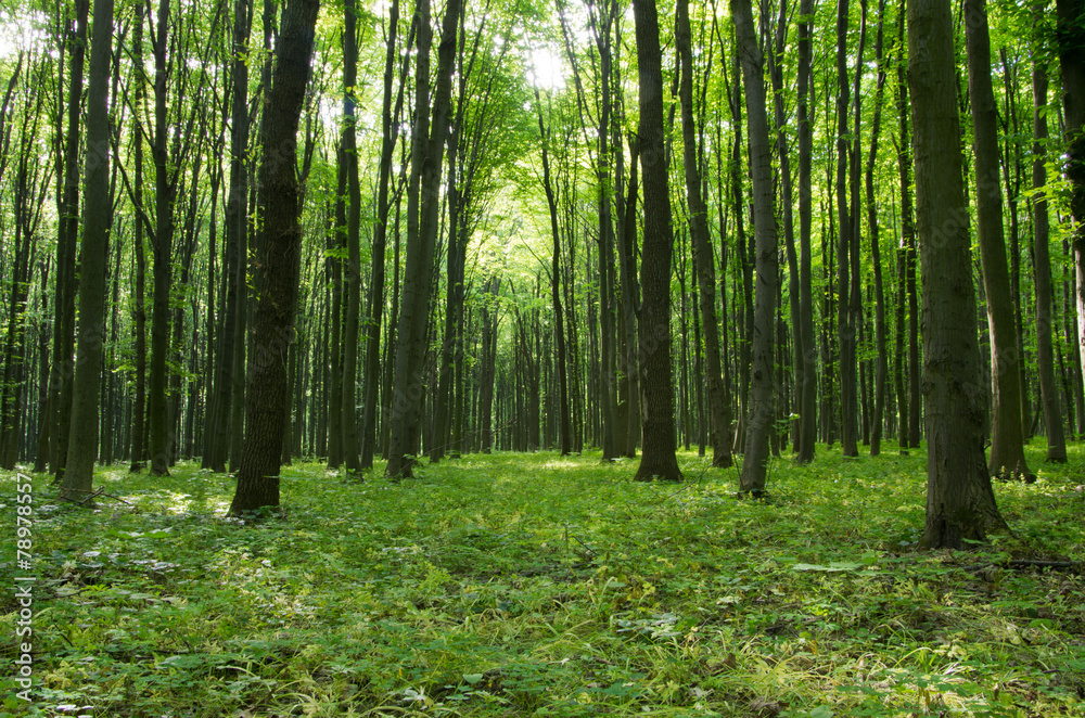 forest forest