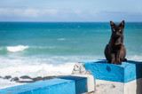 Portuguese Black cat, Praia das Macas