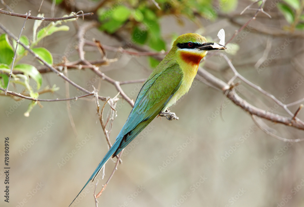 Fototapeta premium Blue tailed bee eater with prey