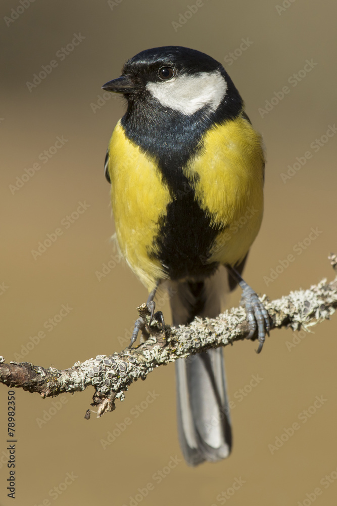 Tit, ( Parus major ) perched on a branch in the sun Tit, ( Parus major ) perched on a branch in the sun
