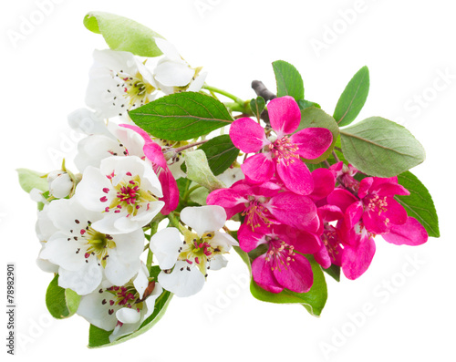 Blossoming Apple and cherry tree Flowers