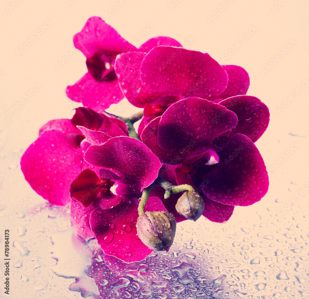 Obraz premium Beautiful orchid on light background