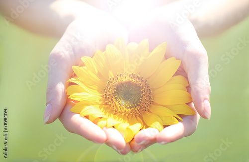 Fototapeta Naklejka Na Ścianę i Meble -  Beautiful sunflower in hands on sunny nature background